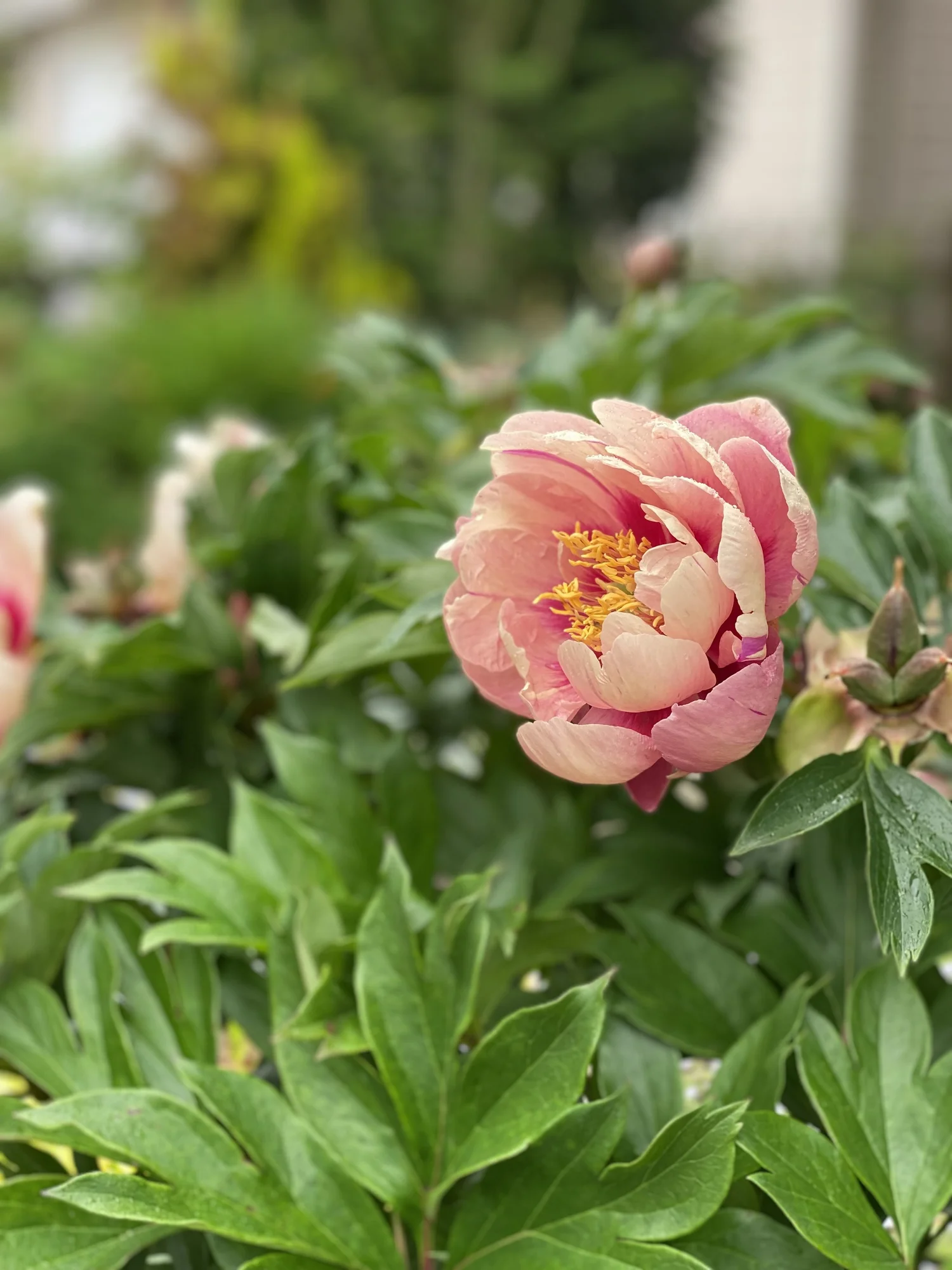 Paeonia (Peony) Assortment — ThinkPlants
